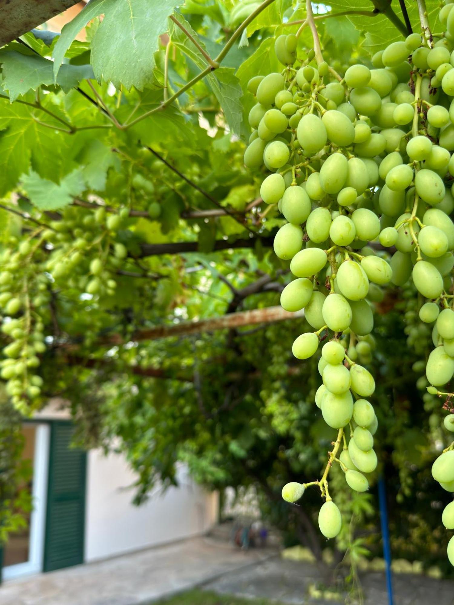 Valentinas Garden Apartment Split Ngoại thất bức ảnh